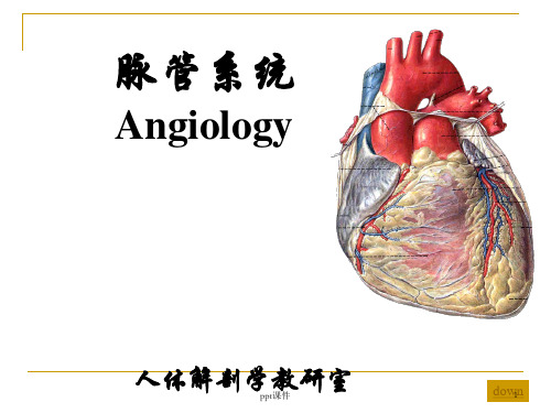 心血管系统解剖学  ppt课件