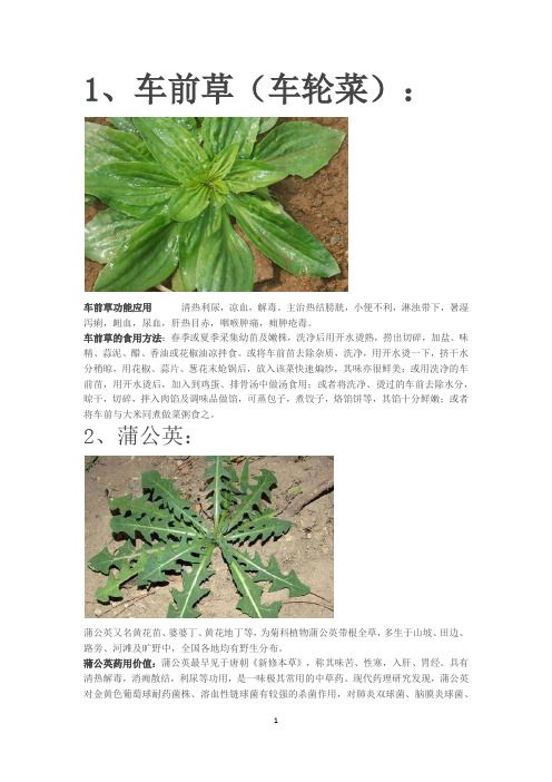 各种野菜功效