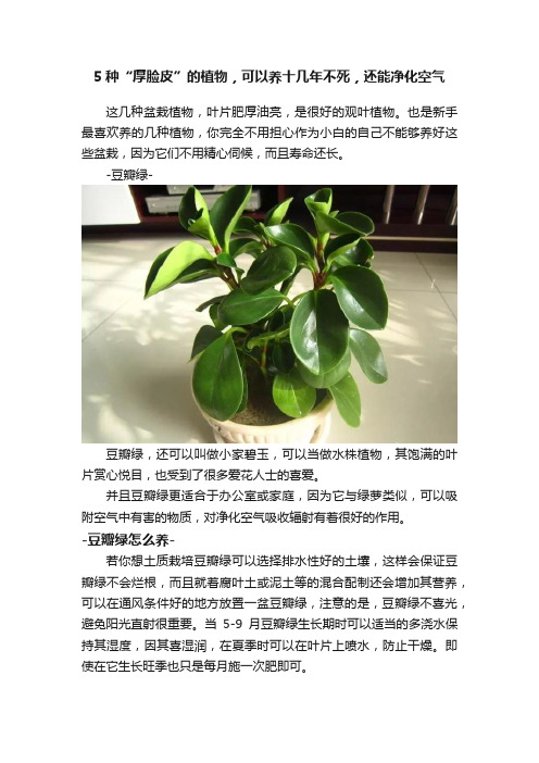 5种“厚脸皮”的植物，可以养十几年不死，还能净化空气