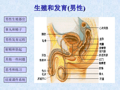 男性生殖和发育 PPT课件