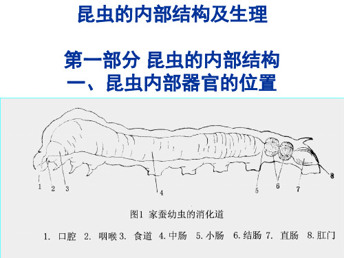 昆虫的内部结构及生理课件