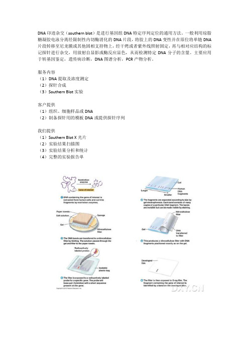 DNA印迹杂交  southern blot