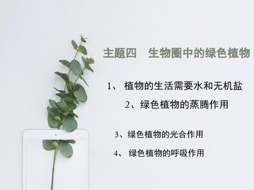 【公开课课件】主题四  生物圈中的绿色植物