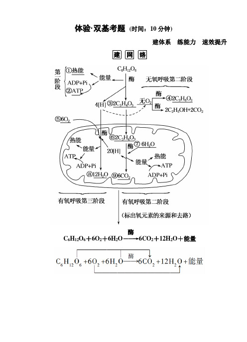 【名师一号】2015届高考生物(人教版通用)总复习体验双基考题：第10讲 ATP的主要来源——细胞呼吸