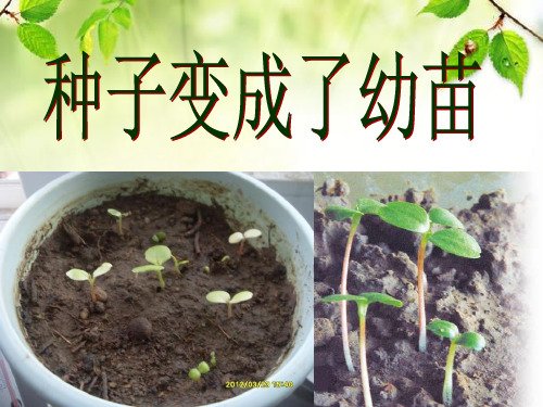 《种子变成了幼苗》植物的生长变化PPT课件