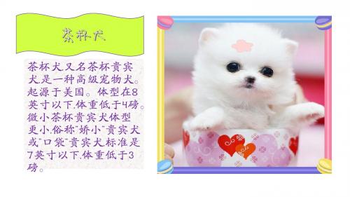 茶杯犬