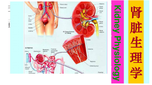 生理学课件之肾脏生理学