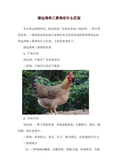 清远鸡和三黄鸡有什么区别