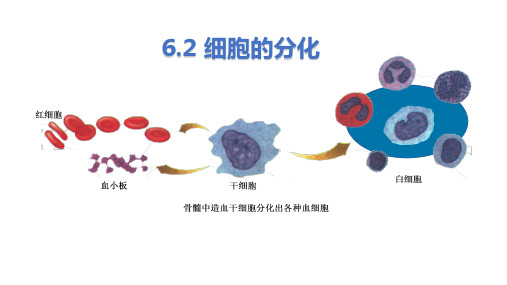 细胞的分化ppt课件