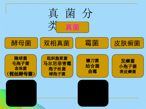 深部真菌感染及治疗药物(共66张PPT)