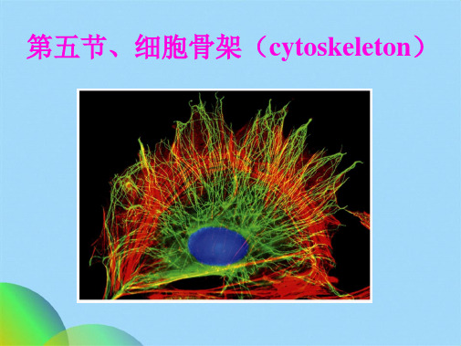 真核细胞的基本结构ppt(共88张PPT)