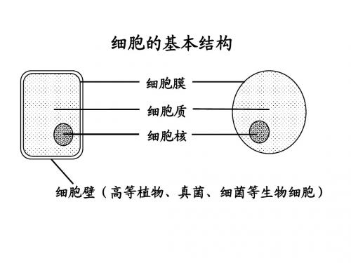 浙教版 必修一 第二章 细胞的结构 第二节 细胞膜和细胞壁