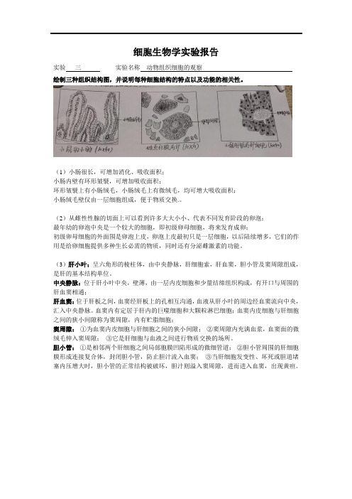 细胞生物学实验报告