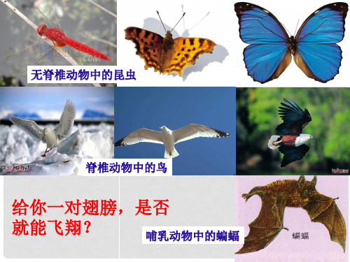八年级生物上册 5.1.6 鸟课件 (新版)新人教版
