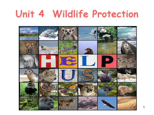 Book2 Unit 4  Wildlife Protection reading公开课