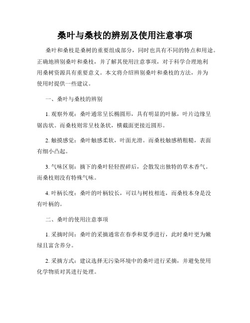 桑叶与桑枝的辨别及使用注意事项