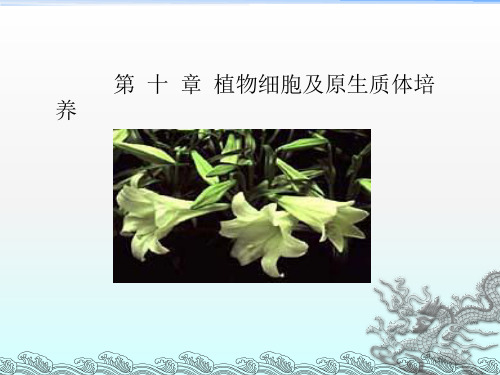 植物细胞培养及原生质体培养