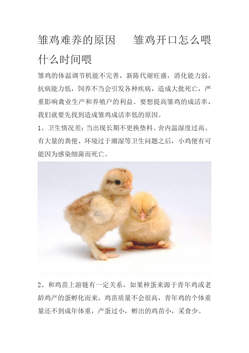 雏鸡难养的原因   雏鸡开口怎么喂什么时间喂