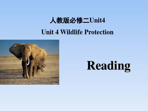 人教课标版高中英语必修2 Unit4_Reading_名师课件