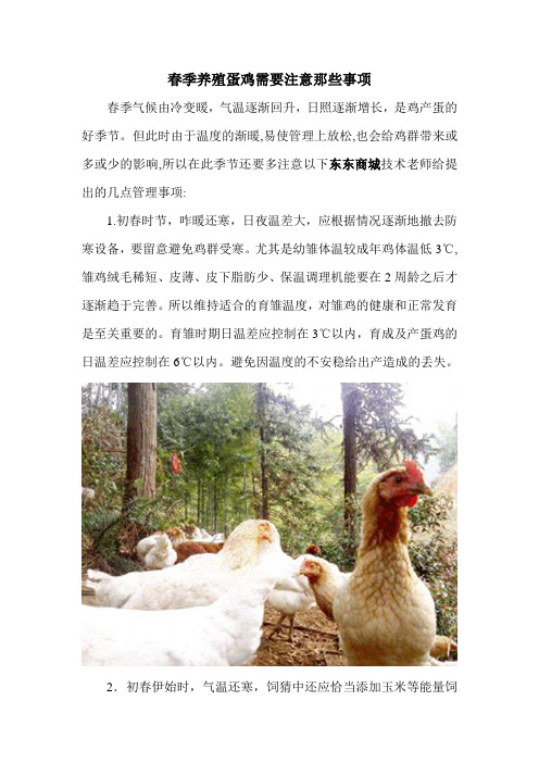 春季养殖蛋鸡需要注意那些事项
