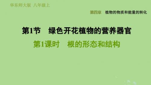 八年级科学上册第4章1绿色开花植物的营养器官1根的形态和结构习题课件华东师大版