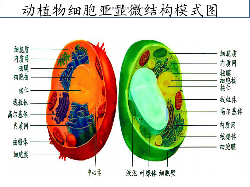 细胞质医学知识