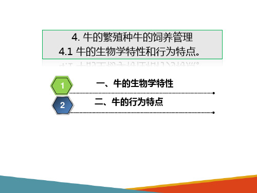 牛的繁殖种牛的饲养管理—牛的生物学特性和行为特点