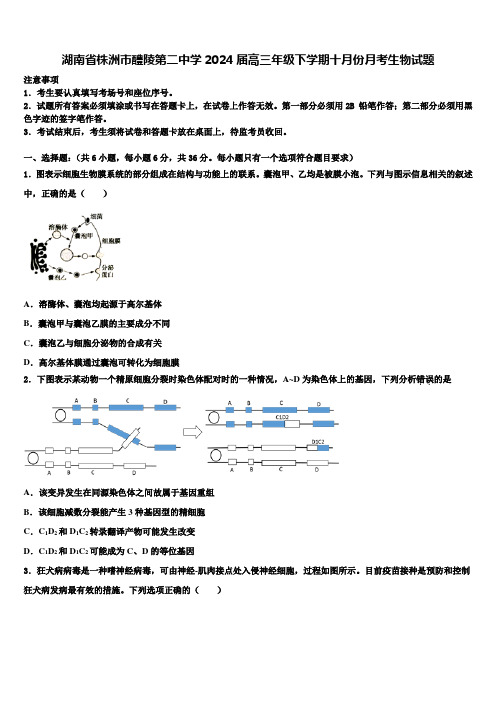 湖南省株洲市醴陵第二中学2024届高三年级下学期十月份月考生物试题含解析