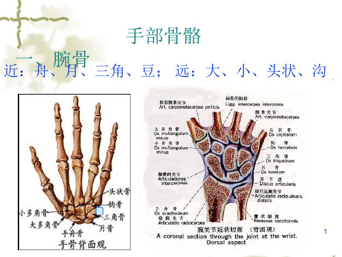 手部解剖 PPT课件