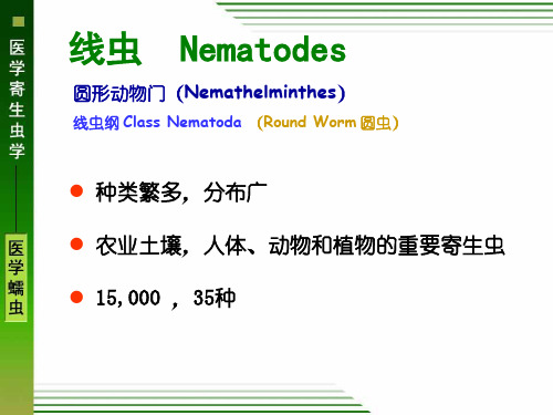 线虫概述、似蚓蛔线虫、鞭虫、蛲虫(医学)