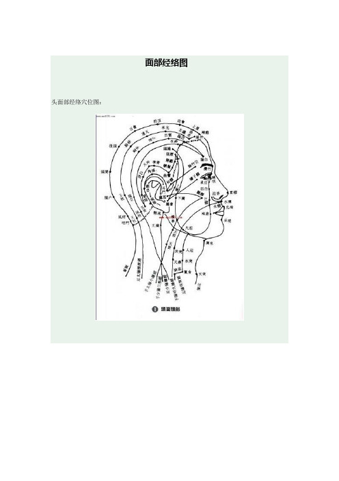 面部经络图.wps