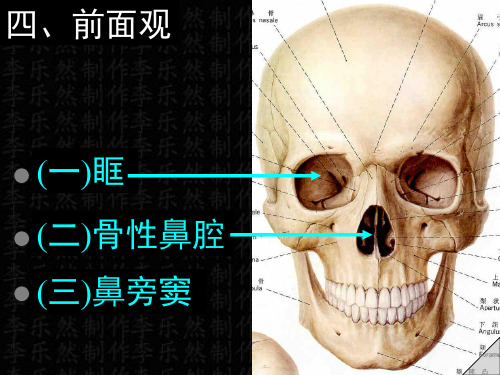 颅骨---精品医学课件