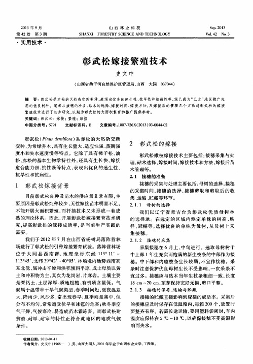 彰武松嫁接繁殖技术