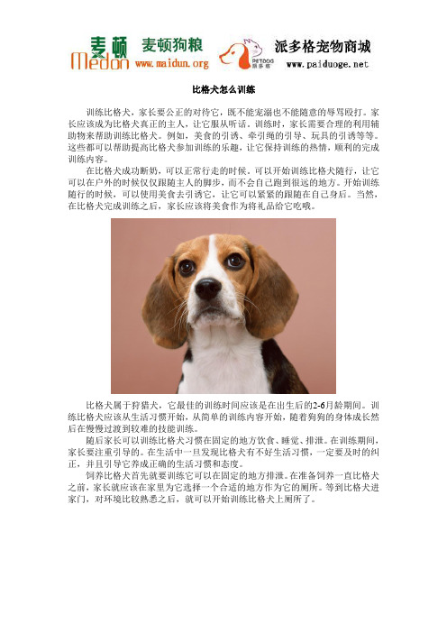 比格犬怎么训练