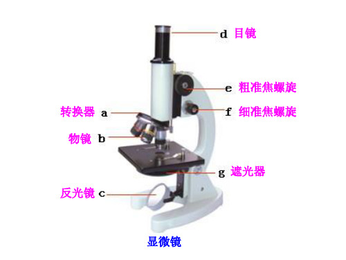 初中生物重点图集ppt课件