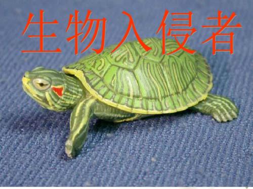 19.《生物入侵者》课件