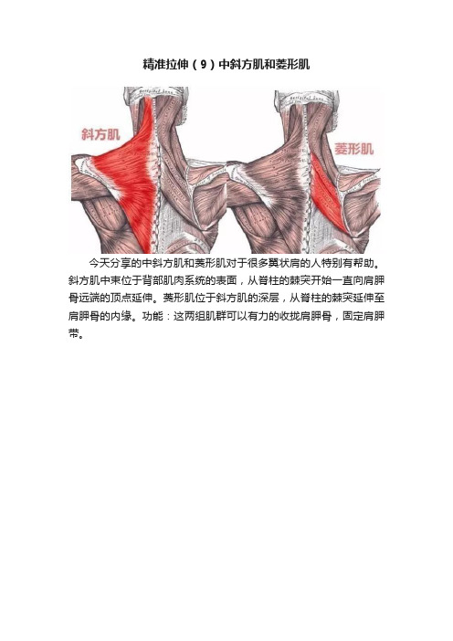 精准拉伸（9）中斜方肌和菱形肌