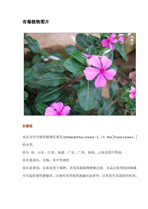 有毒植物大全附带图片图片