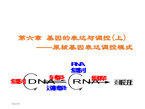 分子生物学06基因的表达与调控