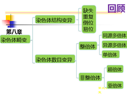 遗传学 第九章 基因突变