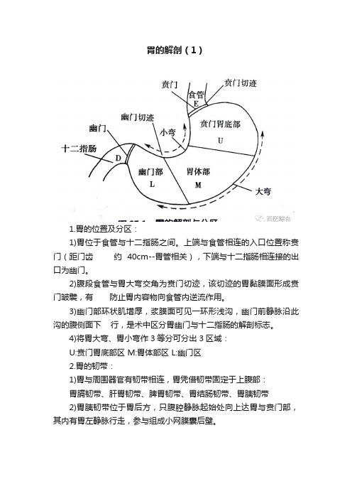 胃的解剖（1）