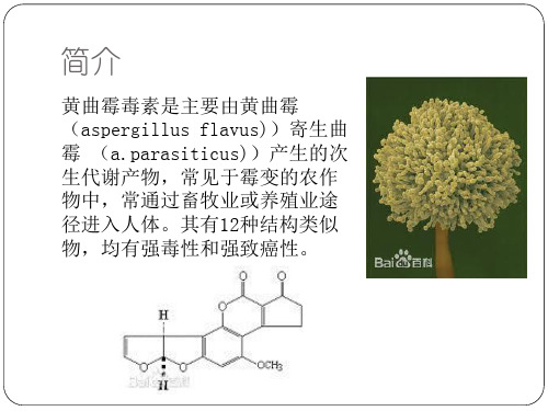 黄曲霉素致癌原理与预防