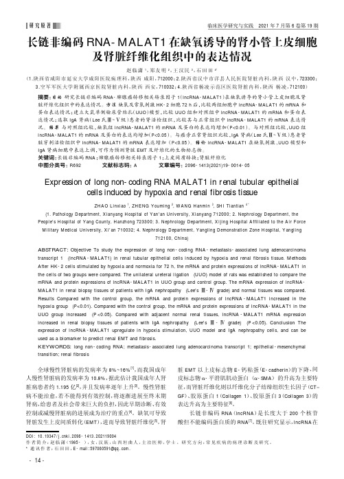 长链非编码RNA-MALAT1在缺氧诱导的肾小管上皮细胞及肾脏纤维化组织中的表达情况