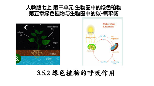 绿色植物的呼吸作用