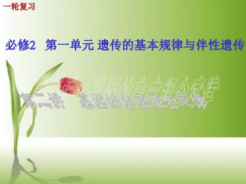 2019届高考一轮复习——基因的自由组合定律.ppt