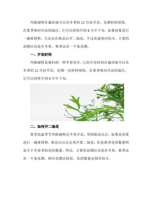 玛格丽特什么时候开花