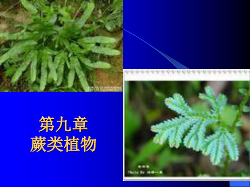 药用植物学课件(蕨类植物)