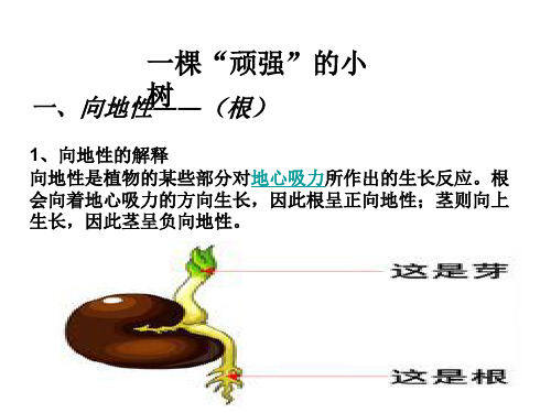 湖南版小学科学六年级上册全册课件