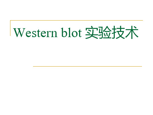 Western blot 实验技术