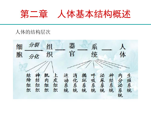 人体解剖生理学说课材料